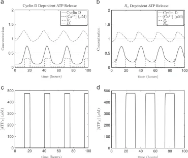 Fig. 4. Simulations of systemaround its maximum (mid Gconditions as inin the (1)–(15) for calcium mediated cell cycle coupling in a single radial glial cell
