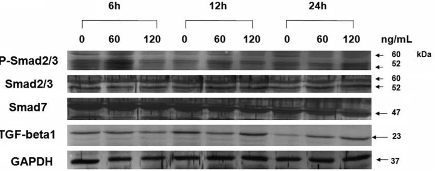 Figure 7. Western blots showing the levels of TGF-β1, P-Smad2/3, Smad2/3, Smad7 and GAPDH in human keloid ﬁbroblasts treated with various concentrations of chymase (0, 60 and 120 ng/ml) for 6, 12 or 24 h.