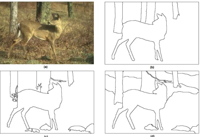 Figure 1.2: (a) Deer image (b),(c),(d) Manual segmentation performed by various human subjects.