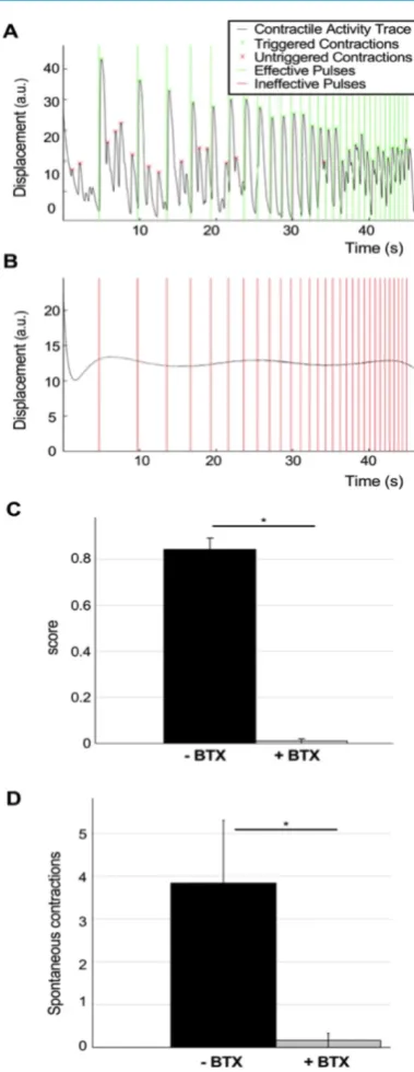 Figure 4. Evaluation of the effect of bungarotoxin in NMJ function. (A-B) 