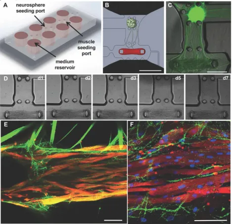 Figure 2. Microfluidic platform for the formation of neuromuscular junctions (NMJs). (the skeletal micro tissues and muscle striation after 10 (A-B) Design of the microfluidic platform and the muscle and neuronal chambers
