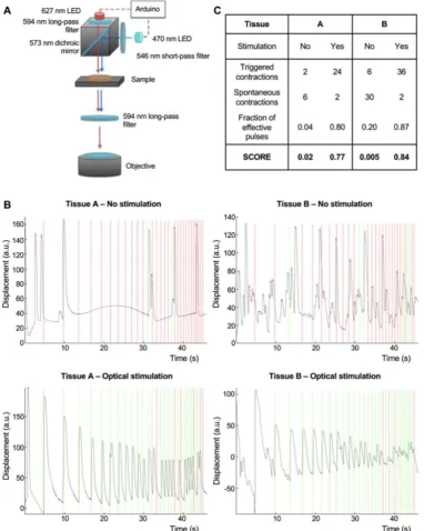 Figure 3. Integration of an optical stimulation platform and custom video processing software for the evaluation of NMJ function