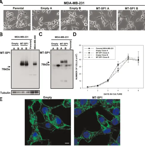 Figure 4. Properties of the MDA-MB-231 cells engineered to overexpress matriptase (MT-SP1 A, MT-SP1 B) and the respectiveEmpty B clones