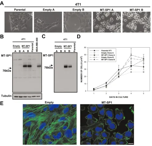 Figure 5. Properties of the 4T1 cells engineered to overexpress matriptase (MT-SP1 A, MT-SP1 B) and the respective control clones(Empty A, Empty B)