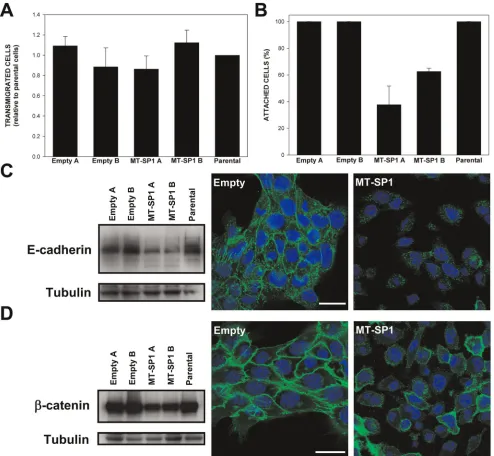 Figure 6. In vitro adhesive and migratory properties of selected 4T1 clones stably overexpressing matriptase (MT-SP1) andstaining (green) in MT-SP1 overexpressing cells and control cells (right)