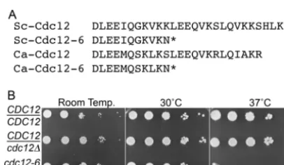 TABLE 1 Strains used in this study