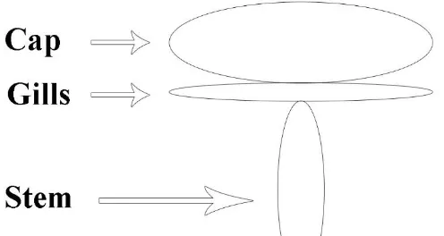 Fig. 1 Conceptual fungi geometry. 