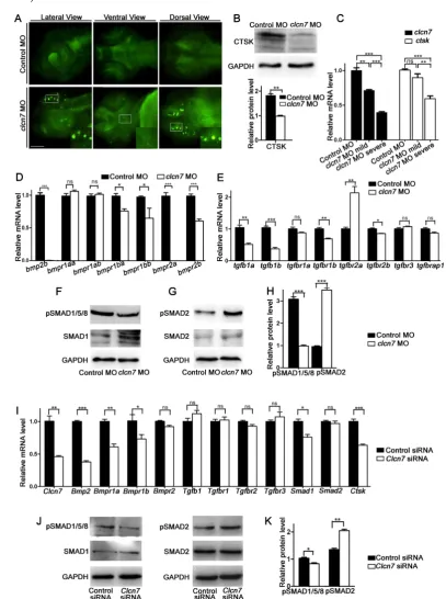 Figure 6. clcn7siRNA group. B-H: Control MO n=50, conditions. ns: not significant difference