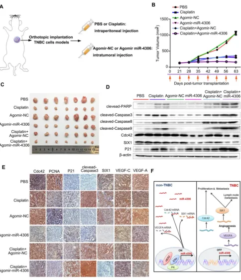 Figure 7. Enhanced miR-4306 expression by cholesterol-conjugated delivery promotes TNBC apoptosis induced by cisplatin in vivoevery three days (each group n=10)