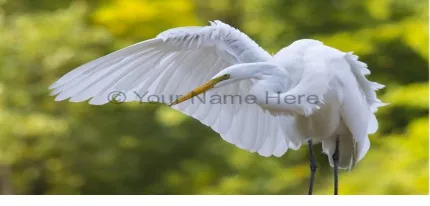 Figure 1 Hidden of text in image 