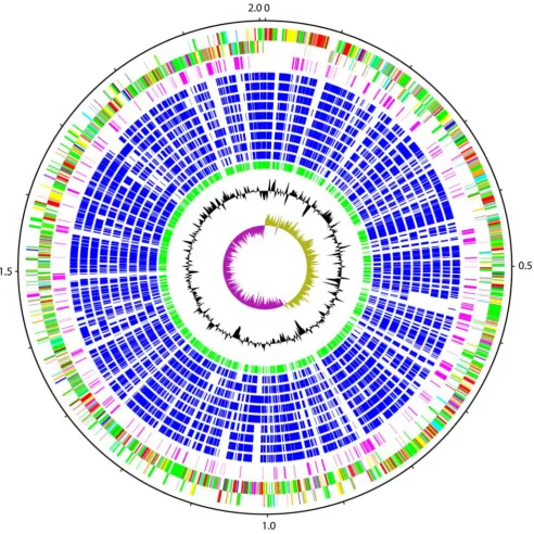 Figure 1. Schematic circular diagram of the S. suis P1/7 genome. Key for the circular diagram (outer to inner): scale (in Mb); annotated CDSs