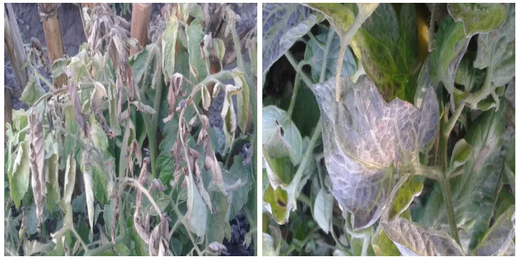 Figure 2: Samples of infected tomato using in this work
