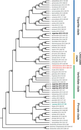 Figure 1. Bayesian 50% majority rule consensus tree of the cpDNA dataset. Posterior probabilities and transfer bootstrap expectation support values are shown above and below the branches, respectively.