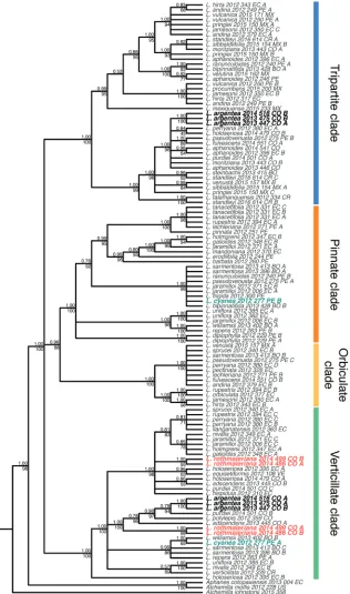Figure 2. Bayesian 50% majority rule consensus tree of the nrDNA dataset. Posterior probabilities and transfer bootstrap expectation support values are shown above and below the branches, respectively.