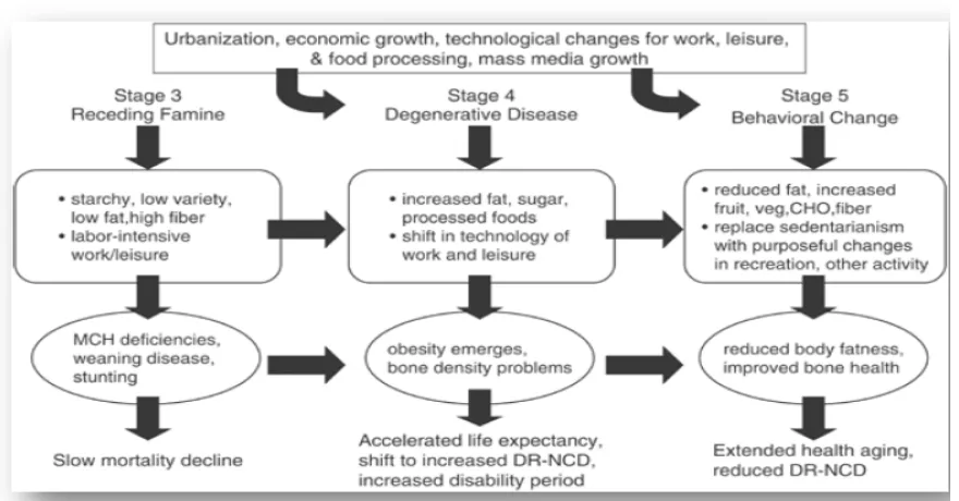Figure 3. Nutrition transition diagram. 