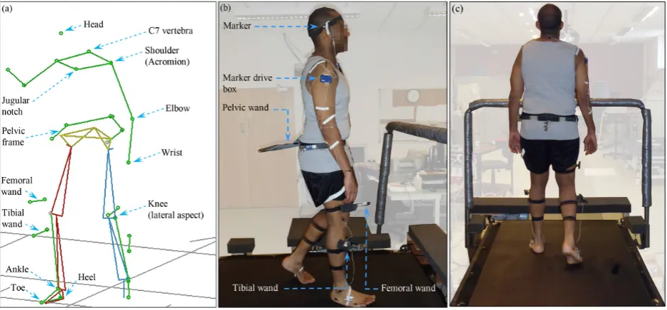 Figure 2: (a) Marker arrangement showing locations of 31 active markers, (b) and (c), Test subject instrumented with markersand gait analysis wands