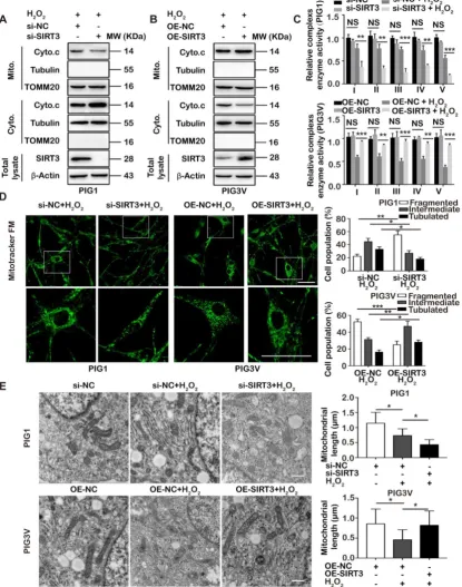 Figure 4. SIRT3-dependent mitochondrial dynamics remodeling coordinates cytochrome c release and respiratory complex activities under oxidative 