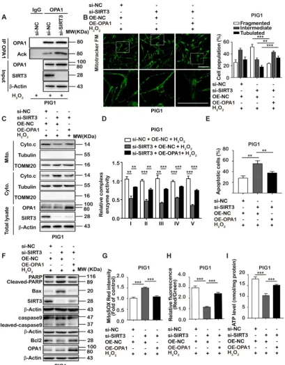 Figure 5. SIRT3 deficiency contributes to cell apoptosis and mitochondrial dysfunction via OPA1