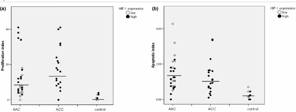 Figure 2Epithelial cell proliferation and apoptosisEpithelial cell proliferation and apoptosis