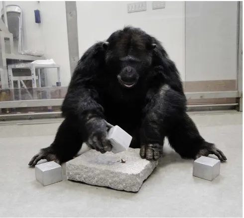 Figure 1. A chimpanzee using a cuboid-shaped hammer to crack open a nut in a pit of the anvil.doi:10.1371/journal.pone.0041044.g001