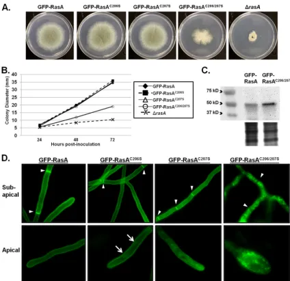 FIG 2 Thegel is shown (lower panel) for a loading control. (D) Fluorescence microscopy images of the GFP-RasA palmitoylation mutant strains