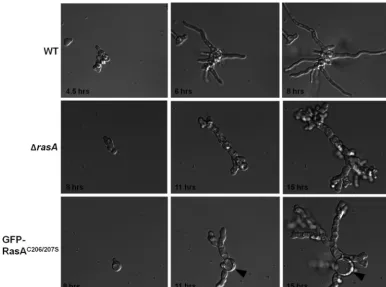 FIG 3 Plasma membrane-localized RasA controls the timing and morphogenesis of germination