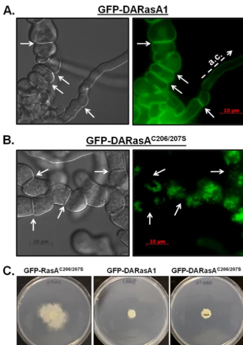 FIG 7 Plasma membrane association is required for full development of theC206/207S 