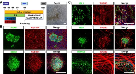 Figure 2. Differentiation of neural cells with spinal cord identity from hiPSC-NMP. A