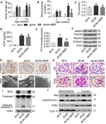 Figure 7. BBR prevented progression of DKD in db/db mice. (A) Body weight of mice before and after intervention