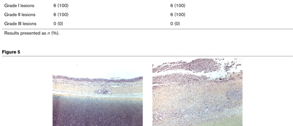 Figure 5Histological examination (1 × 10) of tracheal samplesHistological examination (1 × 10) of tracheal samples