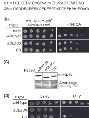 FIG 1 The solubility-promoting function of Hsp90 is required for yeastgrowth at elevated temperatures
