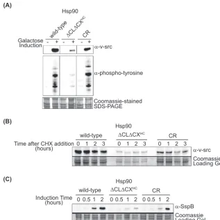 FIG 4 Yeast with �CL�CXHC Hsp90 was deﬁcient for galactose-induced expression and activity of v-src kinase