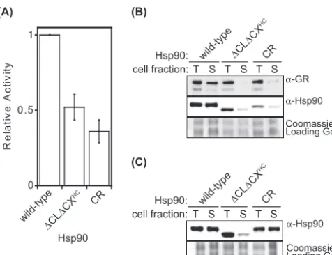 FIG 5 �fractions (S) indicated that the ratio of soluble to total GR is drastically reducedinHsp90 were also reduced compared to that of wild-type Hsp90