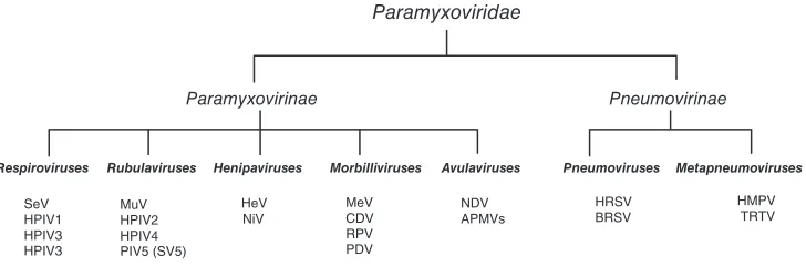 FIG. 2. Organization of the as faithful copies of their single G at the RNA-editing site generates a transcript that encodes the V protein, and insertion of 2 G residues generates a transcript that encodes the I protein