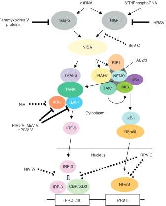 FIG. 3. Paramyxovirus acces-sory proteins target the intracel-lular viral pathogen-associated molecular patterns (PAMP) signaling pathways