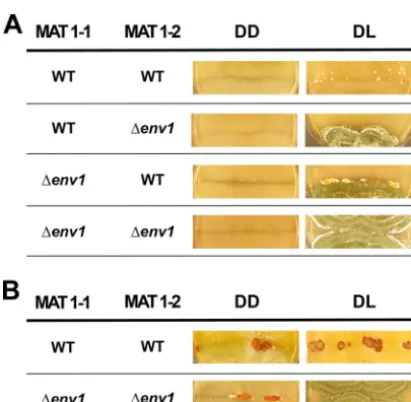 FIG 5 Transcription analysis of pheromone receptor genes hpr1 and hpr2 in �blr1, �blr2, �blr1 �blr2 and �env1 strains compared to the wild type