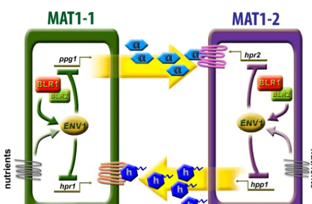 FIG 7 Transcript analysis of the mating type gene mat1-2-1 in �blr1, �blr2,�blr1 �blr2, and �env1 strains compared to the wild type