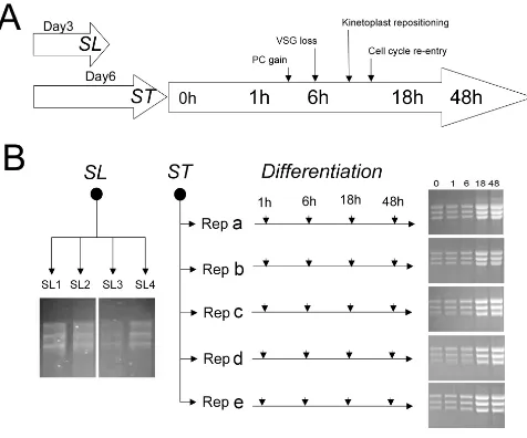 Figure 1Schema for the studywere derived, SL1, SL2 SL3, SL4. Five independent stumpy form samples were also generated from individual mouse infections Schema for the study