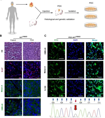 Figure 1. Establishment and characterization of shown in the upper panel, and the green), and DAPI (blue)