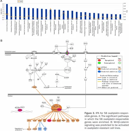 Figure 3. IPA for 58 oxaliplatin-respon-sible genes. A: The significant pathways in which the 58 oxaliplatin-responsible genes were enriched