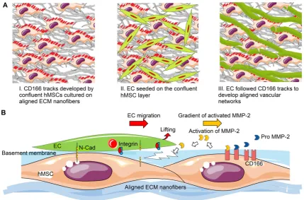 Figure 9. hMSCs modulated MMP-2 activation, which further regulated directional ECM remodeling