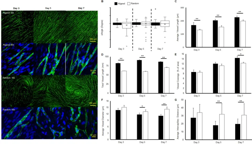 Figure 1. Morphologies and characteristics of co-cultured microvascular network. (A) Immunofluorescent images of co-cultured microvascular networks at different time points
