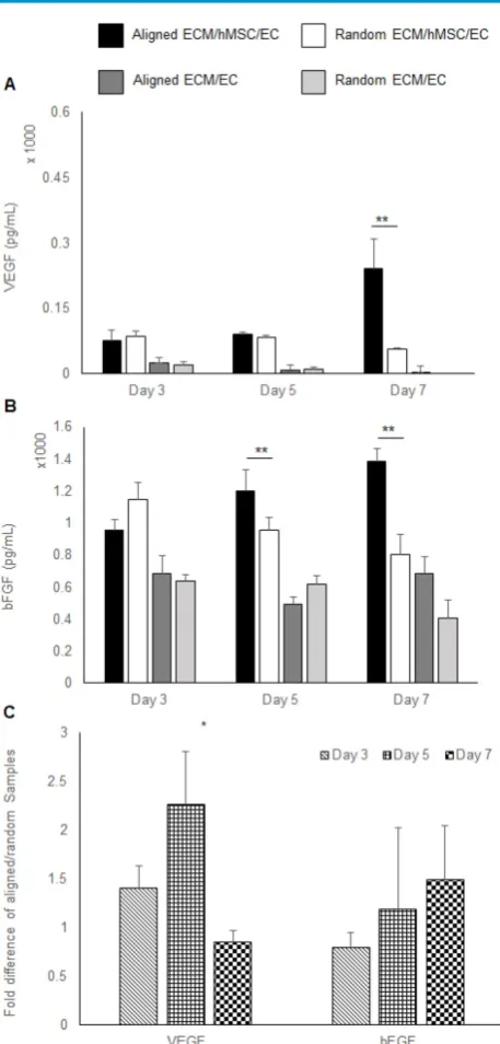 Figure 3. Pro-angiogenic growth factors expression. (A) VEGF and more localized VEGF (day 7) and bFGF (day 5 and day 7) than the random ECM/MSC/EC group