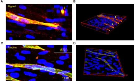 Figure 4. Co-immunofluorescent staining of CD146 (red) and CD31 (green) for both aligned and random groups