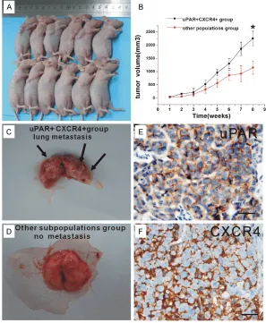 Figure 5. The xenograft and lung metastasis forming of uPAR+CXCR4+ and other subpopulation cells in vivo