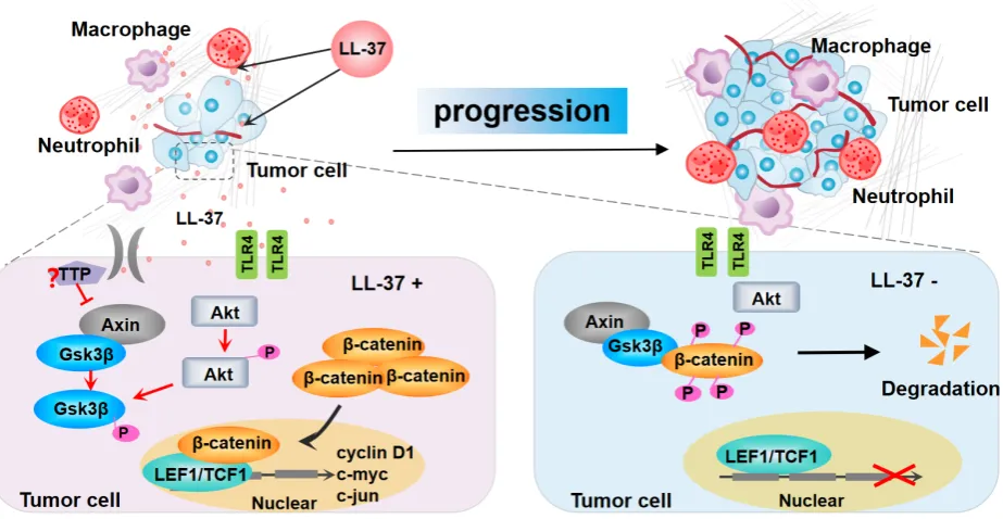 Figure 7. Model for the progression of LL-37-mediated lung cancer in NSCLC. LL-37 expressed by myeloid cells is an important regulator of the development and growth of lung tumors