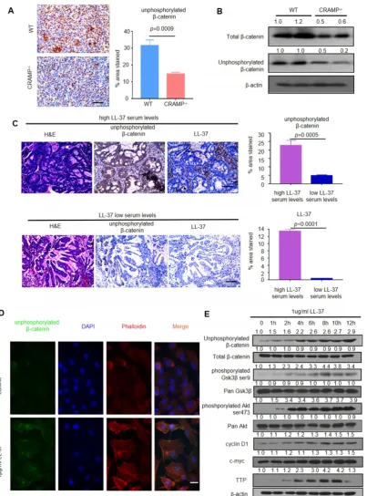 Figure 4. LL-37 activates Wnt/βinjected with 1×10-catenin signaling to promote growth of lung tumors