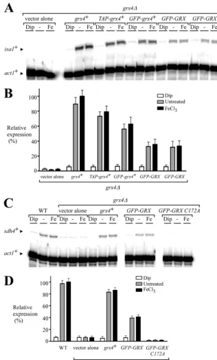FIG 6 The GRX domain inhibits Php4 activity in response to iron. (A) Cells harboring alogarithmic-phase cultures were left untreated (representation of the quantiﬁcation of the results of three independent RNase protection assays, including the experiment 