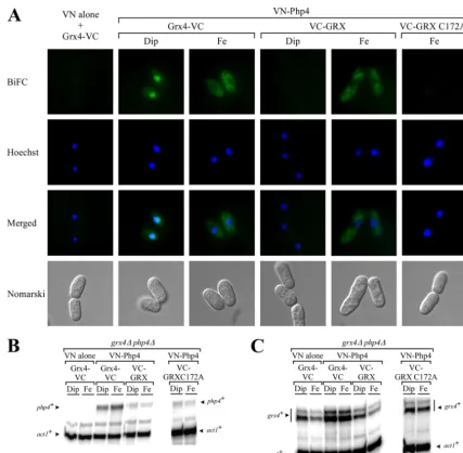FIG 7 Php4 and the GRX domain interact in an iron-dependent manner in livingVC-GRX C172A S