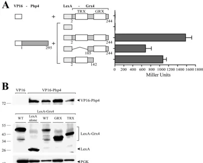 FIG 1 The N- and C-terminal regions of Grx4 interact with Php4. (A) The VP16-Php4 fusion protein was coexpressed with the full-length LexA-Grx4 proteinor its truncated derivatives